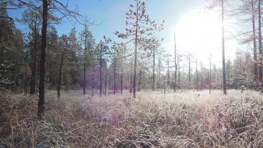 Talvinen metsä, kuuraisia heiniä