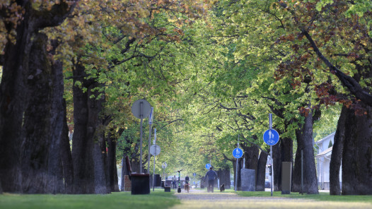 Vihreä puisto Heli Nukin ottamassa kuvassa.