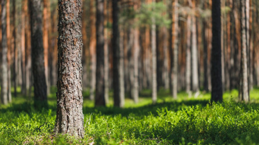 Metsämaisema