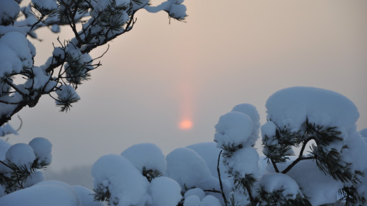 Lumiset männynoksat Lauri Erävuoren ottamassa kuvassa.