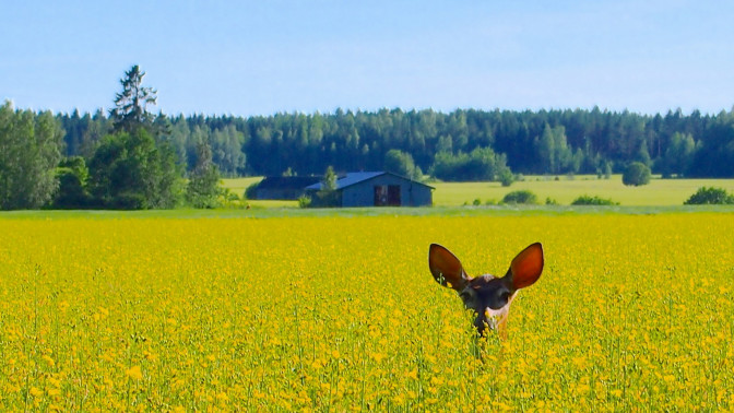 Kauriin korvat pilkistävät keltaisesta rypsipellosta maalaismaisemassa.