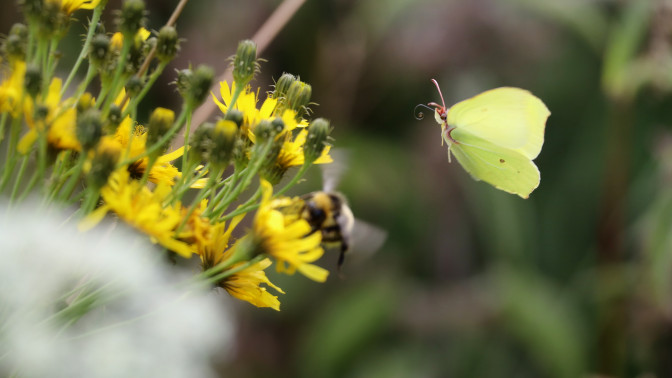 Keltainen perhonen laskeutumassa kukkaan Heli Nukin ottamassa kuvassa.