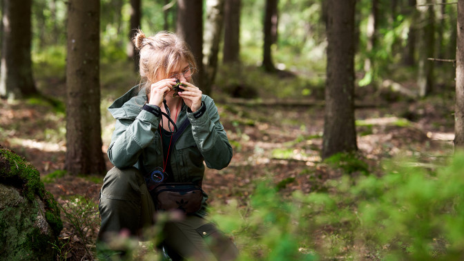 Biologi Heli Vainio tutkii kasvia metsässä.