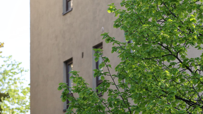 Kerrostalo ja lehti puussa Heli Nukin ottamassa kuvassa.