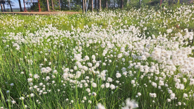 Pohjois-Suomen kasvillisuutta.