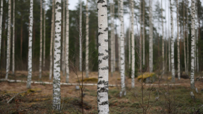 Koivuinen metsä.