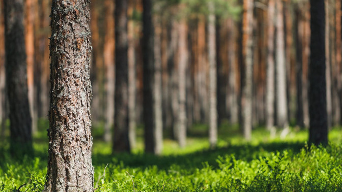 Mäntymetsä, jossa etualalla karkearunkoinen mänty ja vihreä aluskasvillisuus