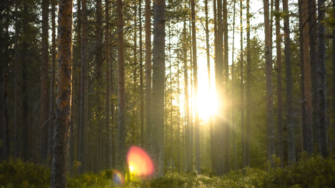 Älvdalens besparingsskog Foresta