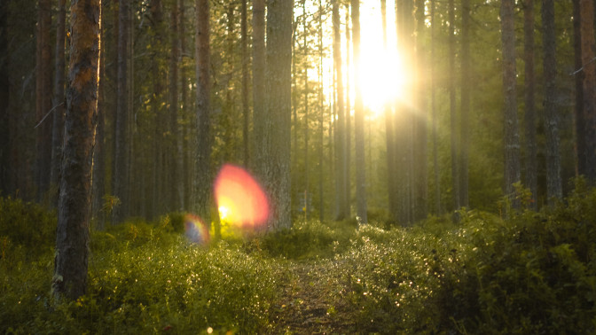 Auringon kajo metsän siimeksessä.