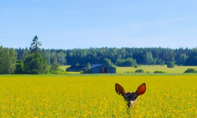 Kauriin korvat pilkistävät keltaisesta rypsipellosta maalaismaisemassa.