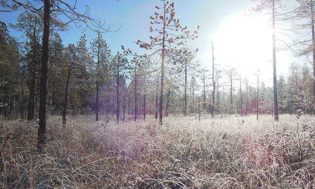 Talvinen metsä, kuuraisia heiniä