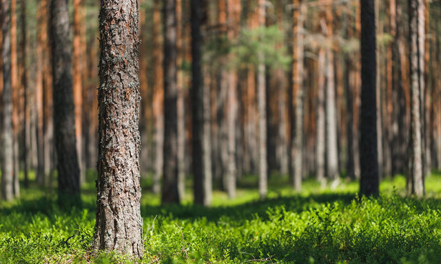 Metsämaisema