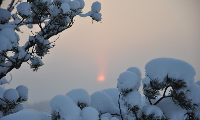 Lumiset männynoksat Lauri Erävuoren ottamassa kuvassa.