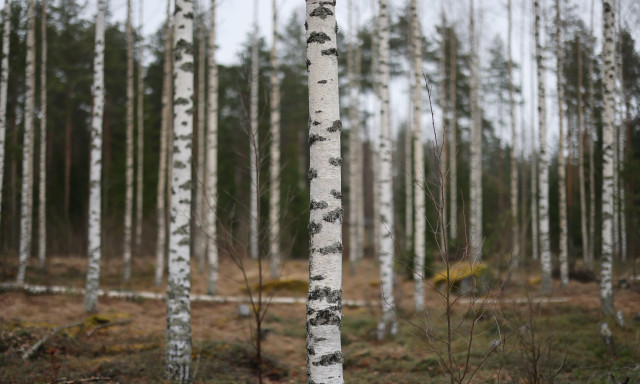 Koivuinen metsä.