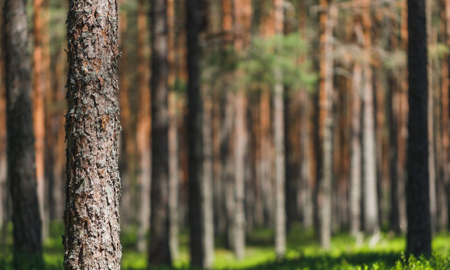 Mäntymetsä, jossa etualalla karkearunkoinen mänty ja vihreä aluskasvillisuus