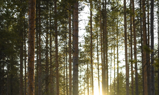 Älvdalens besparingsskog Foresta