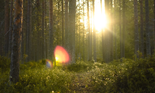 Auringon kajo metsän siimeksessä.
