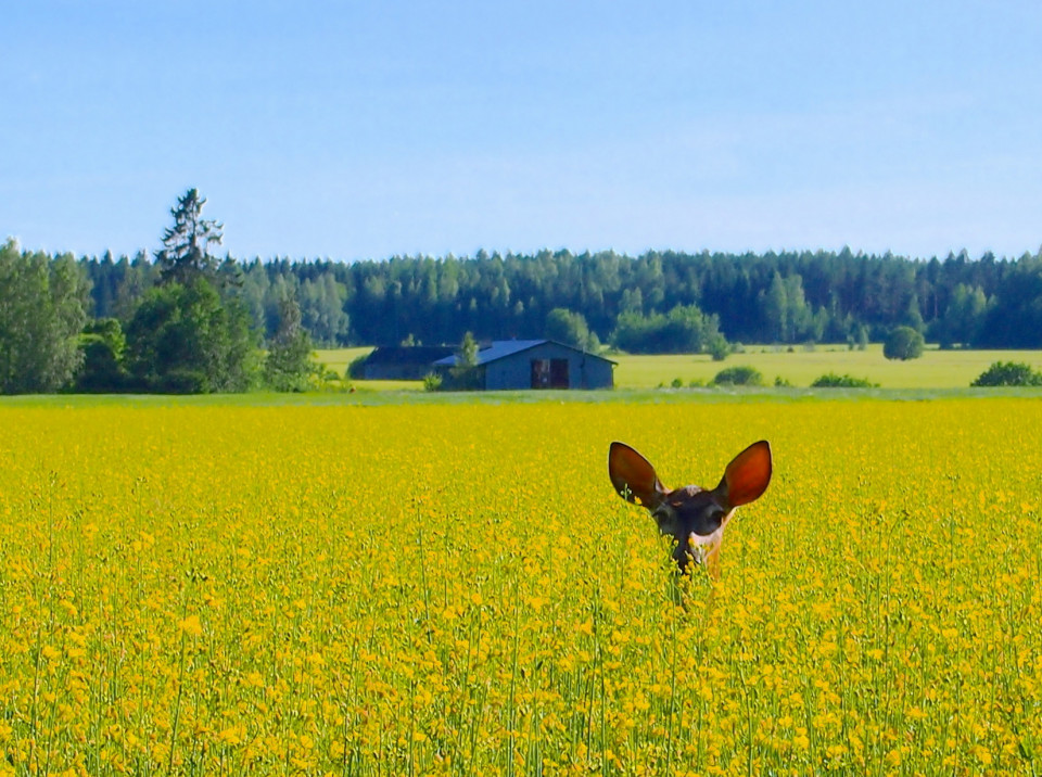 Kauriin korvat pilkistävät keltaisesta rypsipellosta maalaismaisemassa.