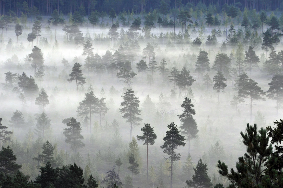 Sumuinen aamu_Janne Tuominen