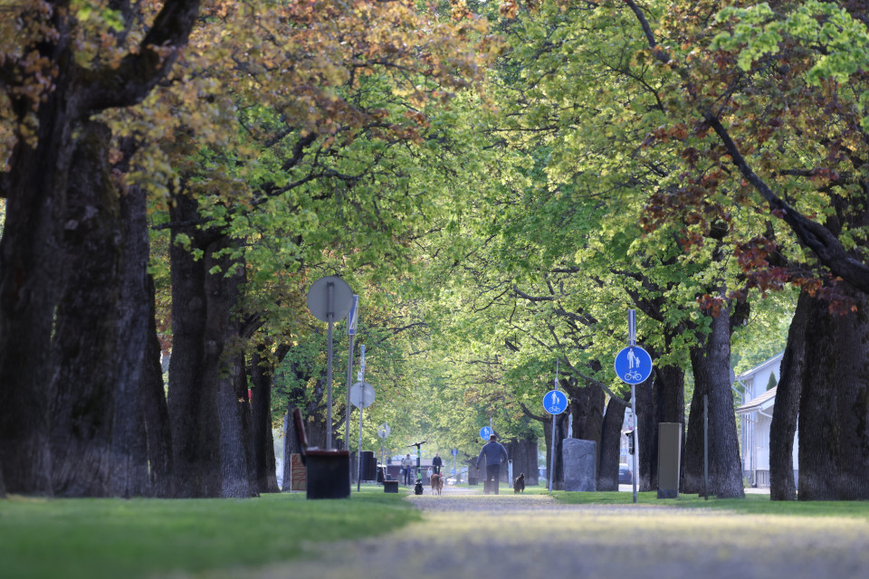 Vihreä puisto Heli Nukin ottamassa kuvassa.