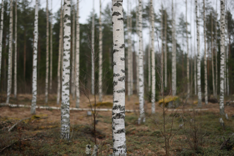 Koivuinen metsä.