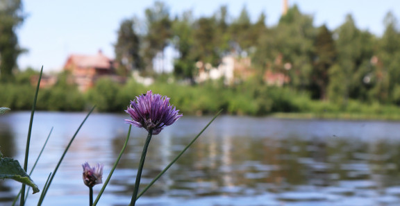 Teimme Tampereen Hiedanrantaan elinkaarikonsultointia hyödyntäen BREEAM Communities -menetelmää