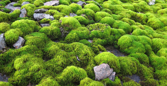 Geologisilla muodostumilla on myös esteettisiä, ekologisia ja tietenkin geologisia arvoja.  