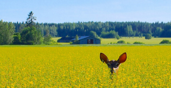 Kauriin korvat pilkistävät keltaisesta rypsipellosta maalaismaisemassa.