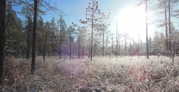 Talvinen metsä, kuuraisia heiniä