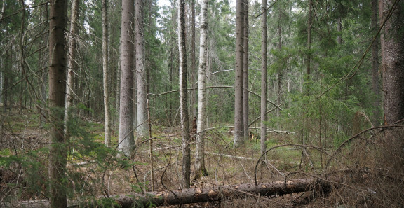 Vantaalaista metsää, kaatunut puu
