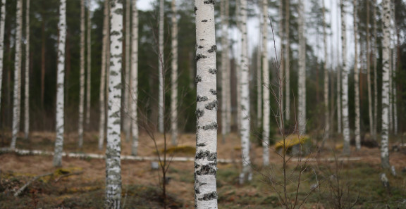 Koivuinen metsä.