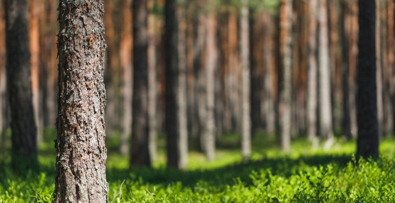 Mäntymetsä, jossa etualalla karkearunkoinen mänty ja vihreä aluskasvillisuus