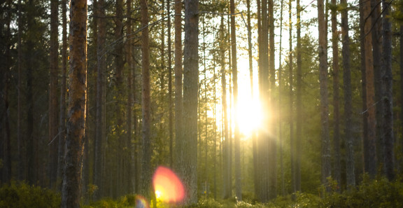 Älvdalens besparingsskog Foresta