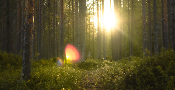 Auringon kajo metsän siimeksessä.