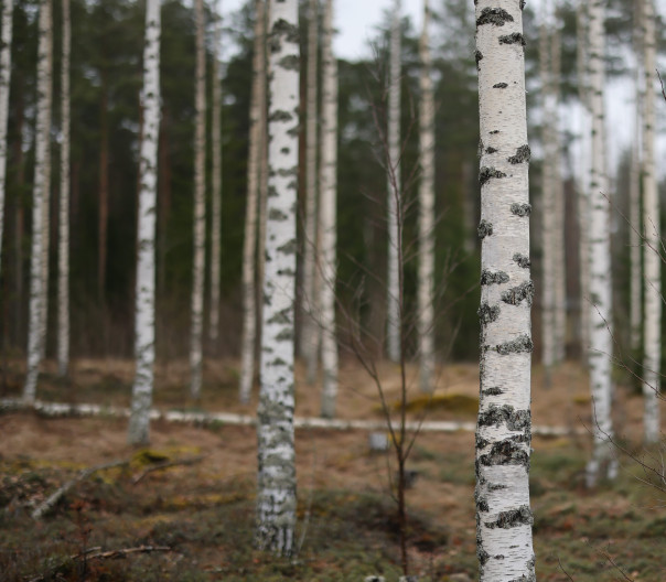 Koivuinen metsä.