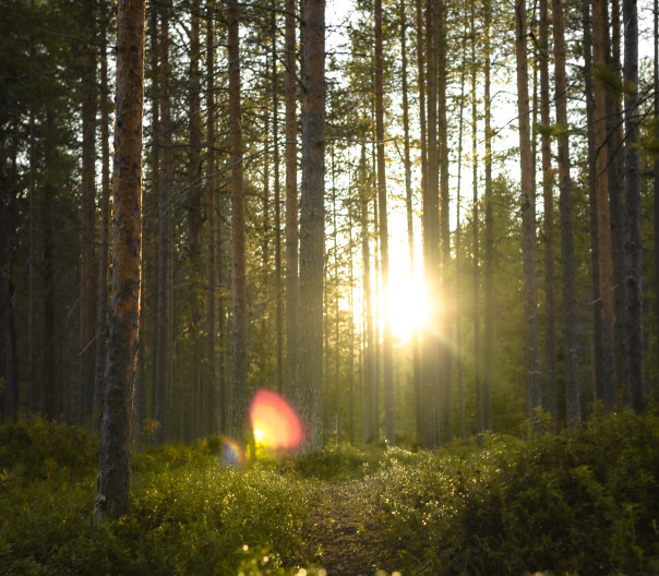 Älvdalens besparingsskog Foresta
