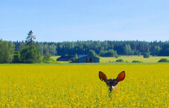 Kauriin korvat pilkistävät keltaisesta rypsipellosta maalaismaisemassa.