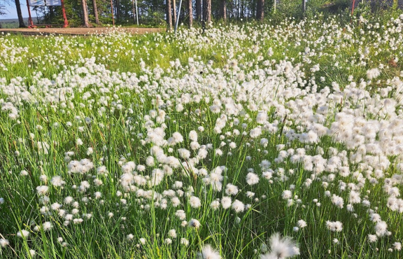 Pohjois-Suomen kasvillisuutta.