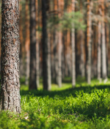 Metsämaisema