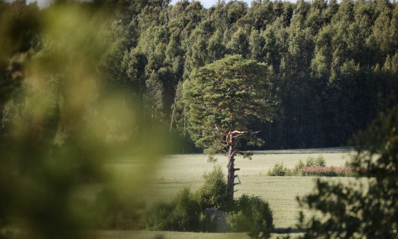 Sitowisen asiantuntija Heli Nukin ottama kuva Suomen luonnosta.