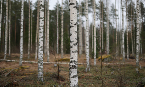 Koivuinen metsä.