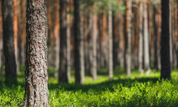 Mäntymetsä, jossa etualalla karkearunkoinen mänty ja vihreä aluskasvillisuus