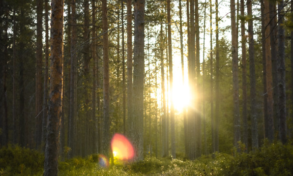 Älvdalens besparingsskog Foresta