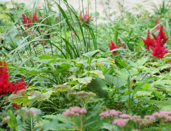 maisemasuunnittelu huolehtii myös kasvivalinnoista